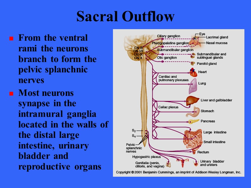 Sacral Outflow From the ventral rami the neurons branch to form the pelvic splanchnic